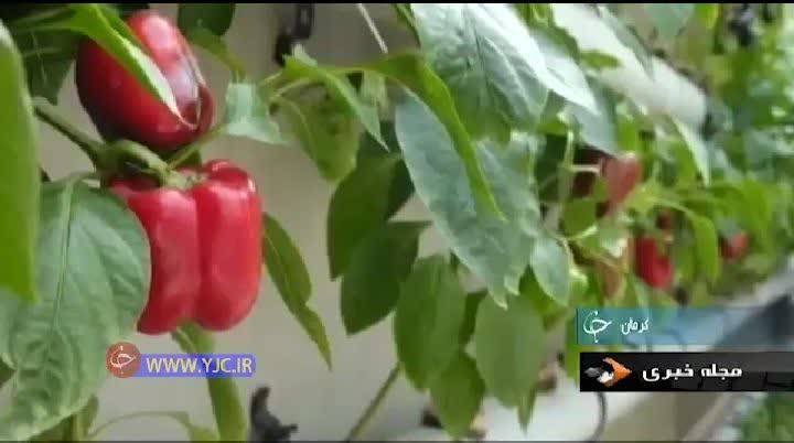تلفیق پرورش ماهی و گیاه توسط کشاورز کرمانی در حیاط خانه!